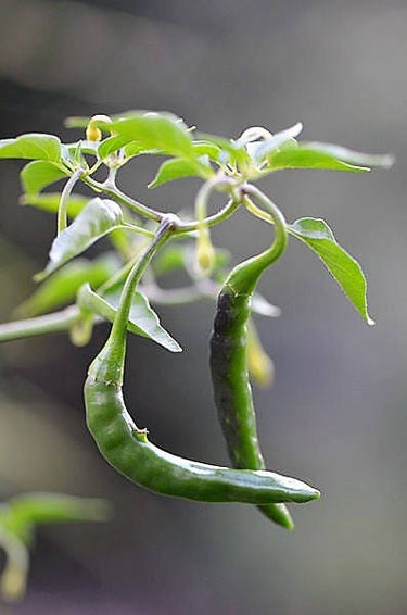 25 Organic KOREAN Dark GREEN PEPPER Lady Han Hot Chili Long Red Capsicum Annuum Seeds